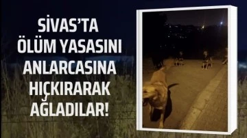 Sivas'ta Ölüm Yasasını Anlarcasına Hıçkırarak Ağladılar!