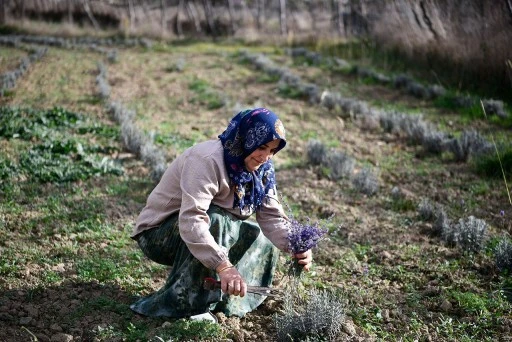 Sivas İl Tarım Müdürlüğü’nden Eğitim Atağı: Aromatik Bitki Üretimi İçin Sertifika Dağıtıldı