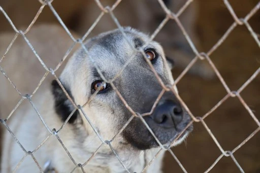 Sivas'ın Kangal Köpekleri, Sıcak Havanın Gölgesinde Miskinleşiyor