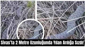 Sivas’ta 2 Metre Uzunluğunda Yılan Arılığa Sızdı!