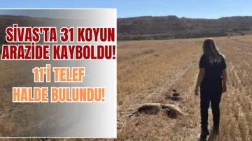 Sivas'ta 31 Koyun Arazide Kayboldu! 11'i Telef Halde Bulundu! 