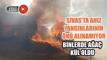 Sivas’ta Anız  Yangınlarının  Önü Alınamıyor! Binlerce Ağaç Kül Oldu! 