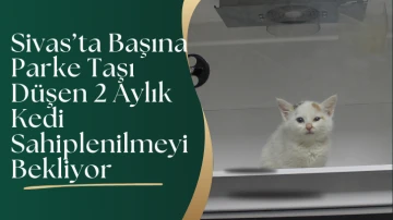 Sivas’ta Başına Parke Taşı Düşen 2 Aylık Kedi Sahiplenilmeyi Bekliyor