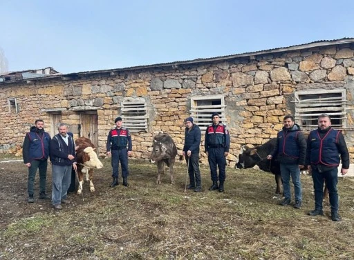 Sivas’ta Büyükbaş Hayvan Çalan 4 Kişi Tutuklandı