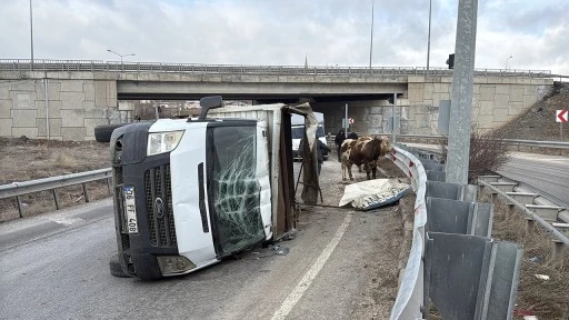 Sivas'ta Büyükbaş Hayvan Yüklü Kamyonet Devrildi