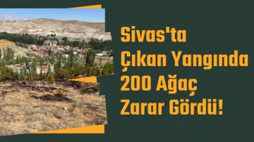 Sivas'ta Çıkan Yangında 200 Ağaç Zarar Gördü! 