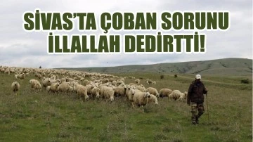 Sivas'ta Çoban Sorunu İllallah Dedirtti!