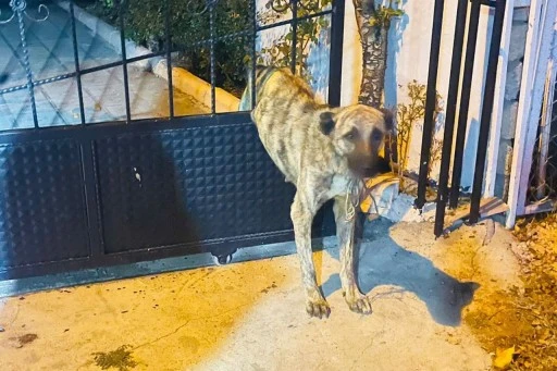 Sivas'ta Demir Kapının Parmaklıklarına Sıkışan Köpeği İtfaiye Kurtardı