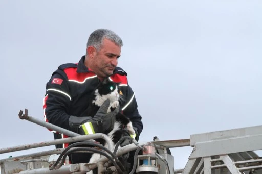 Sivas'ta Direkte Mahsur Kalan Kediyi İtfaiye Ekipleri Kurtardı