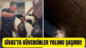 Sivas'ta Güvercinler Yolunu Şaşırdı! 