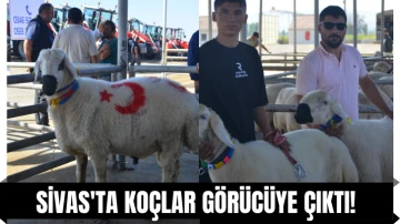 Sivas'ta Koçlar Görücüye Çıktı! 