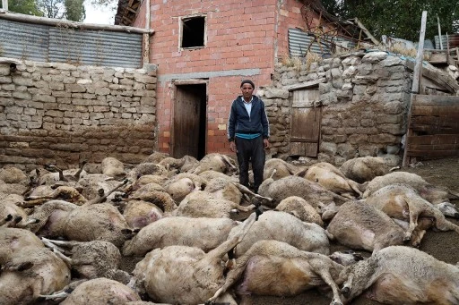 Sivas'ta Kurt Köye İndi! Koyunların 66'sı Telef Oldu, 15'i Yaralandı