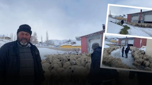 Sivas'ta Mahsur Kalan Koyunlara ve Çobanlara Başkan Sahip Çıktı