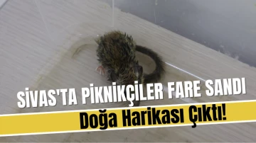 Sivas'ta Piknikçiler Fare Sandı, Doğa Harikası Çıktı! 