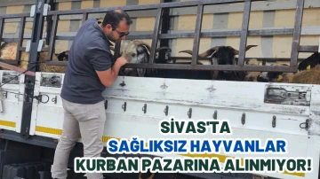 Sivas'ta Sağlıksız Hayvanlar Kurban Pazarına Alınmıyor! 