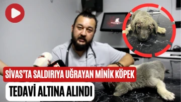 Sivas’ta Saldırıya Uğrayan Minik Köpek Tedavi Altına Alındı