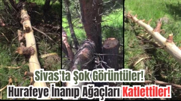Sivas'ta Şok Görüntüler! Hurafeye İnanıp Ağaçları Katlettiler! 