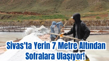 Sivas'ta Yerin 7 Metre Altından Sofralara Ulaşıyor!