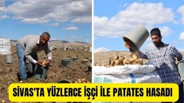 Sivas'ta Yüzlerce İşçi İle Patates Hasadı 