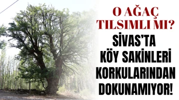 Sivas'taki O Ağaç Tılsımlı Mı? 