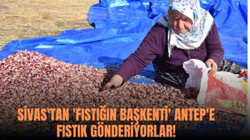 Sivas'tan 'Fıstığın Başkenti' Antep'e Fıstık Gönderiyorlar! 