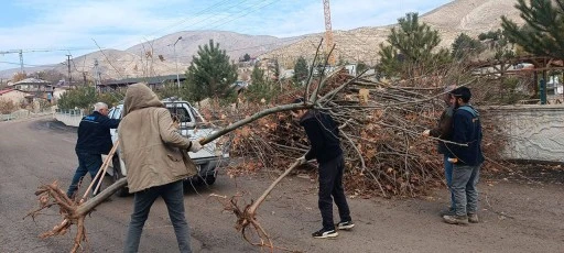 Sivaslı Bakan Yardımcısı Boyraz Sivas'a Bin Adet Çınar Ağacı Gönderdi