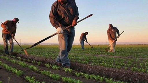 Tarife kontenjanı uygulaması çiftçiyi sevindirdi