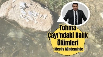 Tohma Çayı'ndaki Balık Ölümleri Meclis Gündeminde