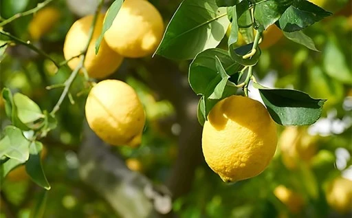 Türkiye'den giden limonlarda pestisit kalıntısı çıktı!