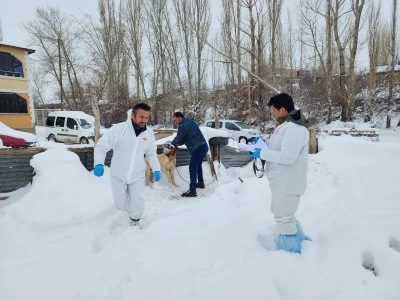 Ulaş'ta sahipli köpekler kimliklendiriliyor