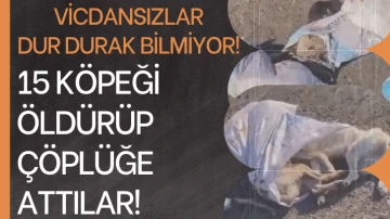 Vicdansızlar Dur Durak Bilmiyor! 15 Köpeği Öldürüp Çöplüğe attılar