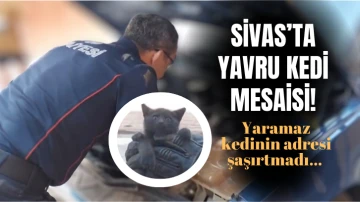 Yavru Kedi İçin Seferber Oldular 