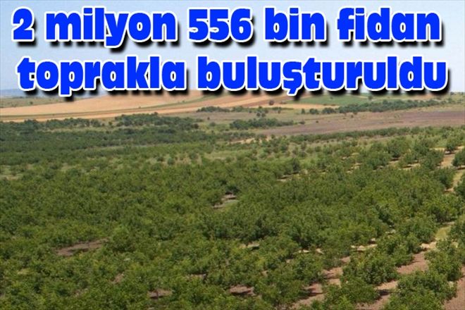 2 milyon 556 bin fidan toprakla buluşturuldu