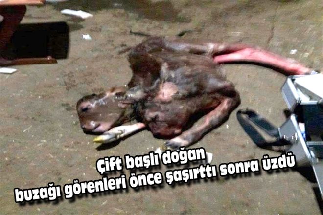 Çift başlı doğan  buzağı görenleri önce şaşırttı sonra üzdü