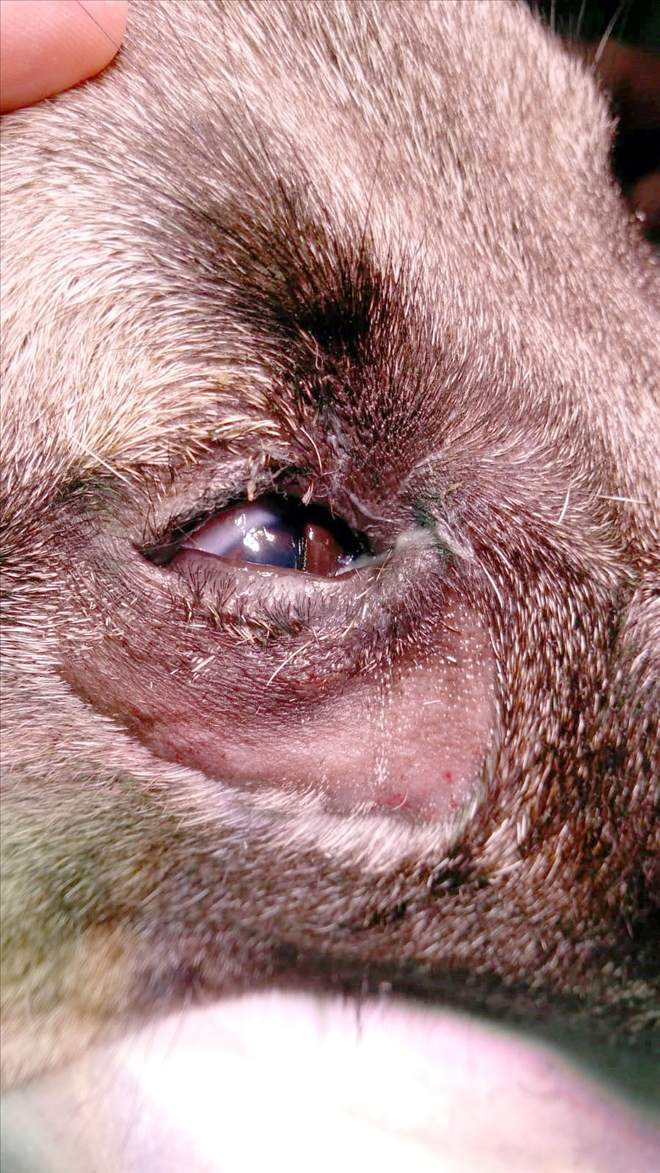 Kangal Köpeğine Göz Ameliyatı 
