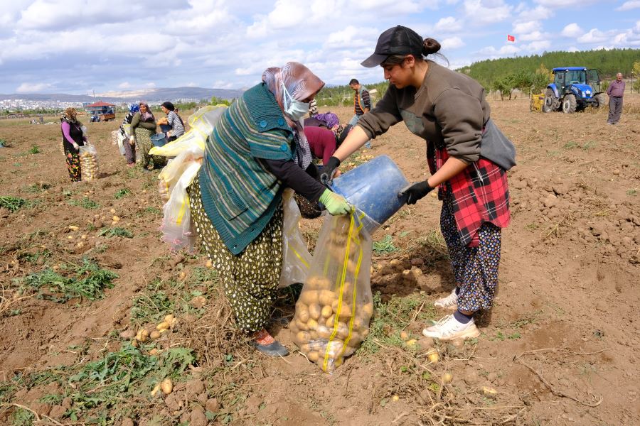 30 Ton Patates Hasat Edildi