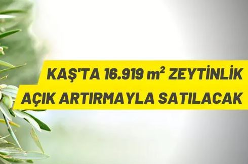 Antalya Kaş'ta 16 bin 919 m² zeytinlik satışa çıkarıldı