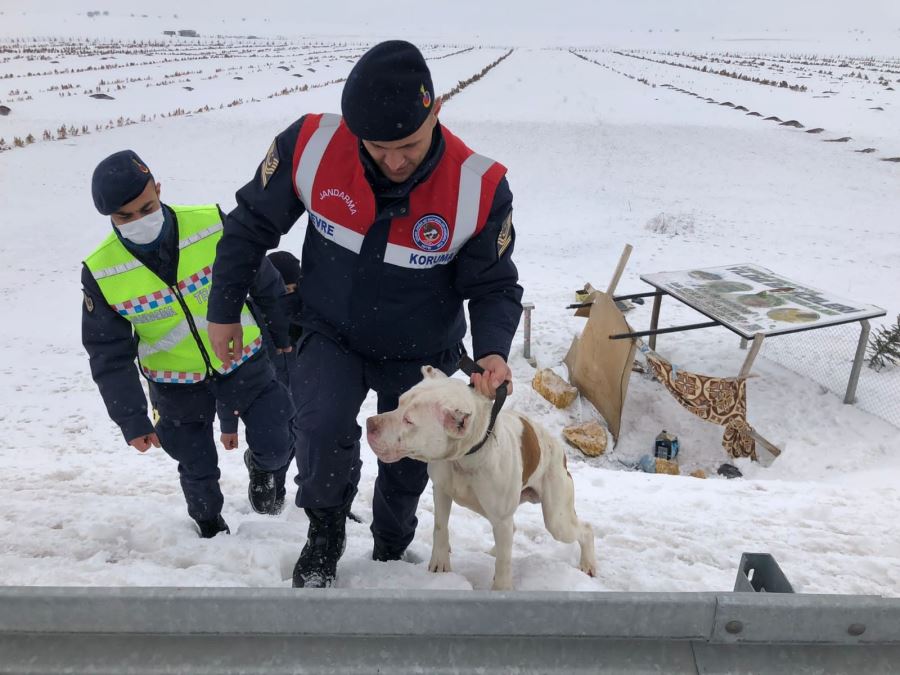 Terk Edilen Pitbulla Jandarma Ekipleri Sahip Çıktı