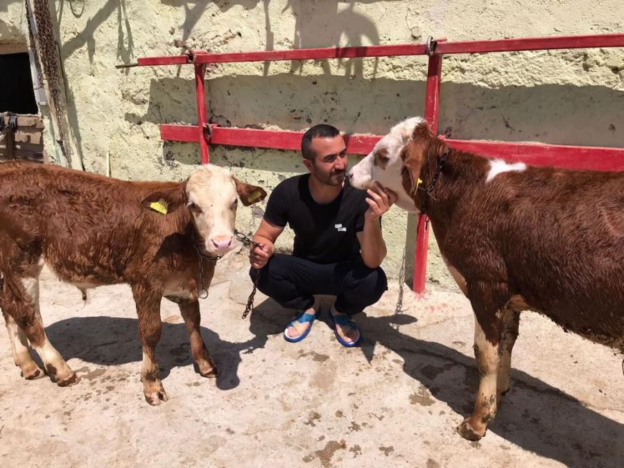 Psikolojisi Bozulan Buzağı Banyo Yaptı