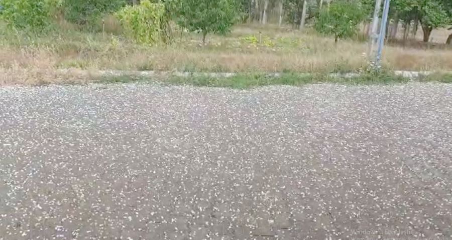 Gemerek’te Dolu Etkili Oldu--Video