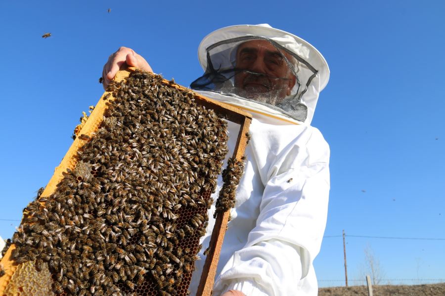 Küresel Isınma Arıların Kafasını Karıştırdı